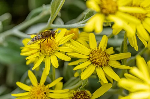 Hornet hovering on Brachyglottis ‘Sunshine'